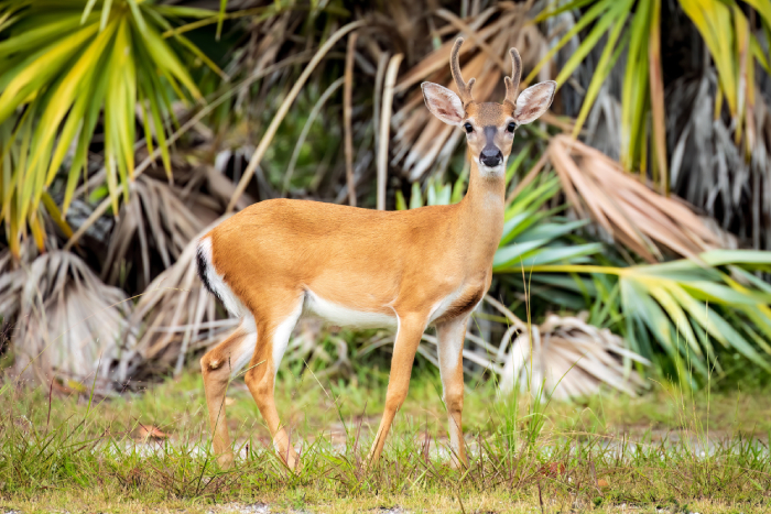 key-deer-screwworm